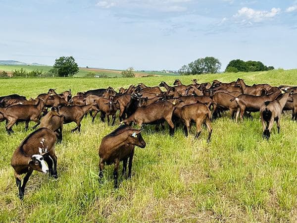 Goat Family