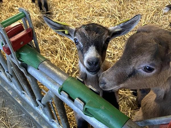 Goat Family