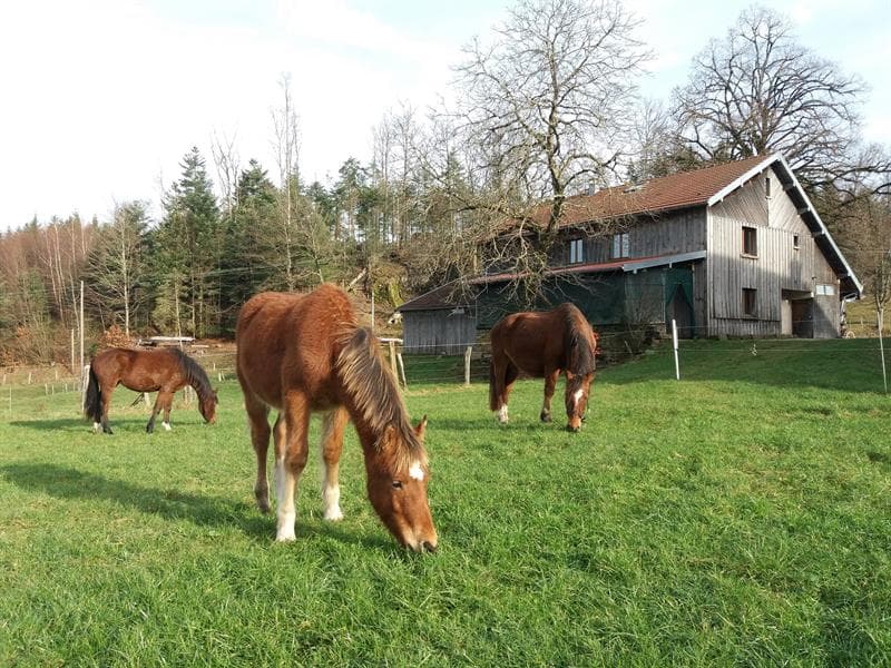 Gîte à la ferme aux moineaux - 25 personnes