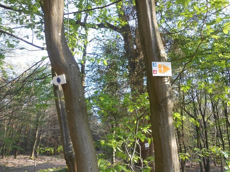 Circuits VTT du Cyclo Club de Saint-Avold
