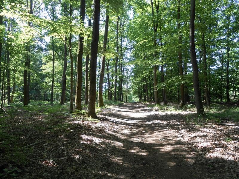 Circuits VTT du Cyclo Club de Saint-Avold