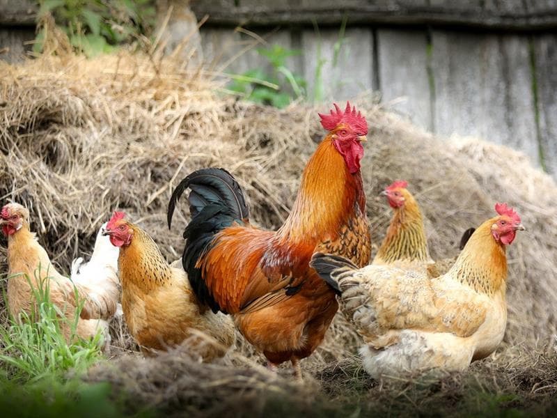 Ferme de Henning