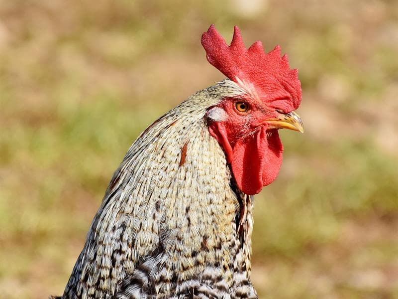Ferme de Thury