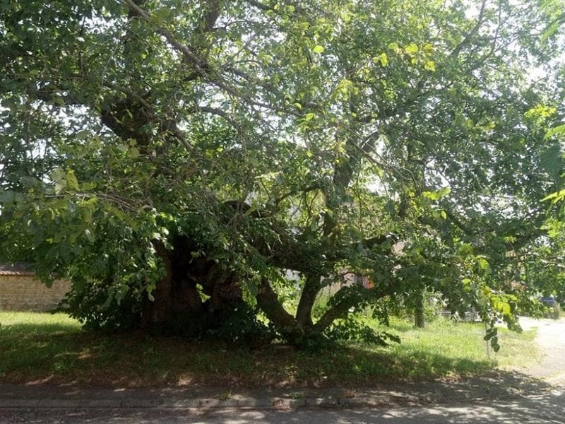 Orme champêtre