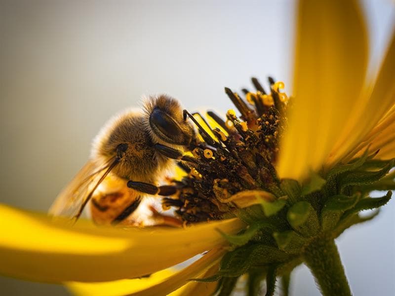 Rendez-vous du miel et des abeilles