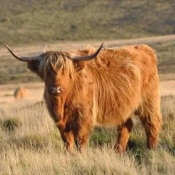 Elevage les Highlands de Hautgoutte