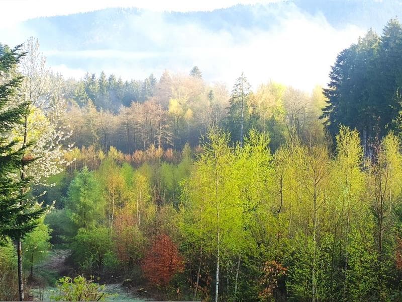 La forêt de Tiragoutte