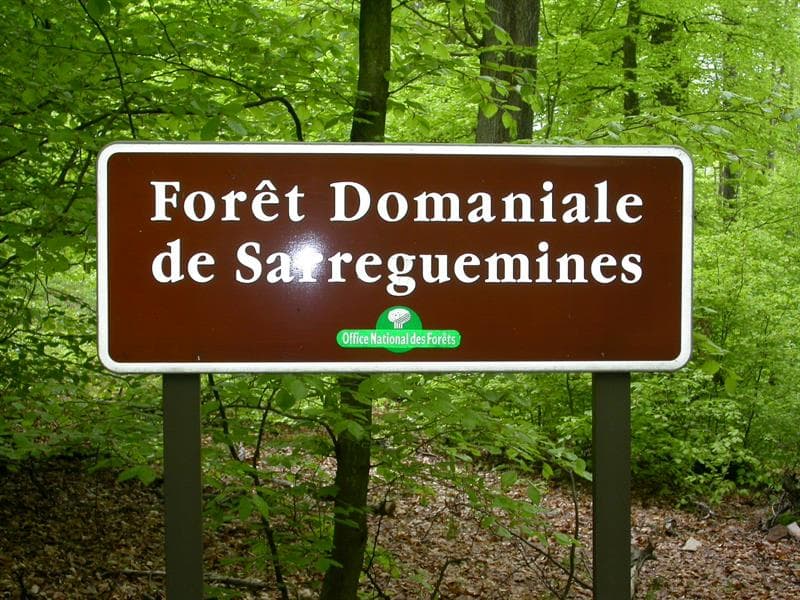 Forêt du buchholz