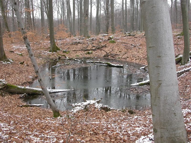 Forêt du buchholz