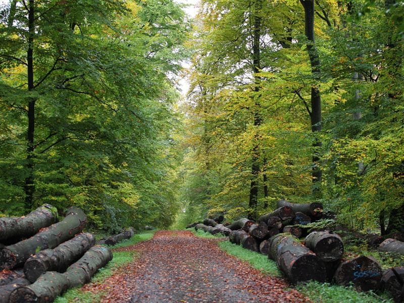 Forêt du Grosswald