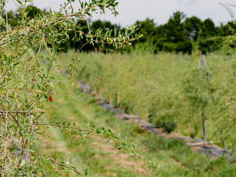 Le goji du val