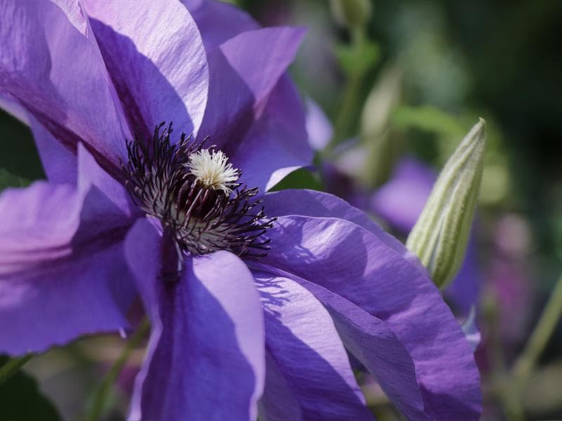 Visites guidées du Jardin des Faïenciers