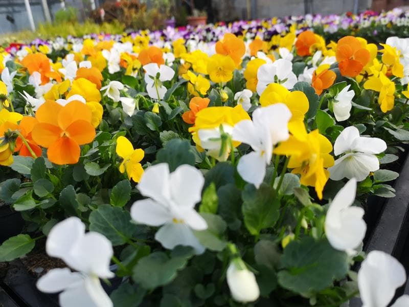 Horticulture litzenburger