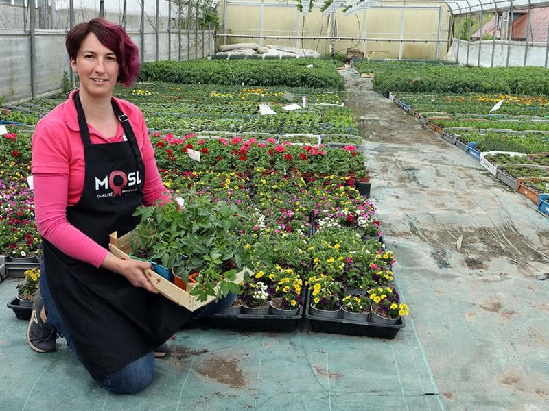 Horticulture litzenburger