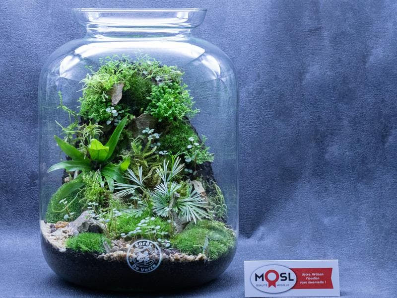 Forêt de verre