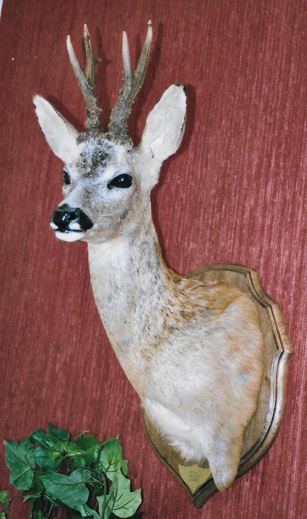Bernard Pethe taxidermiste