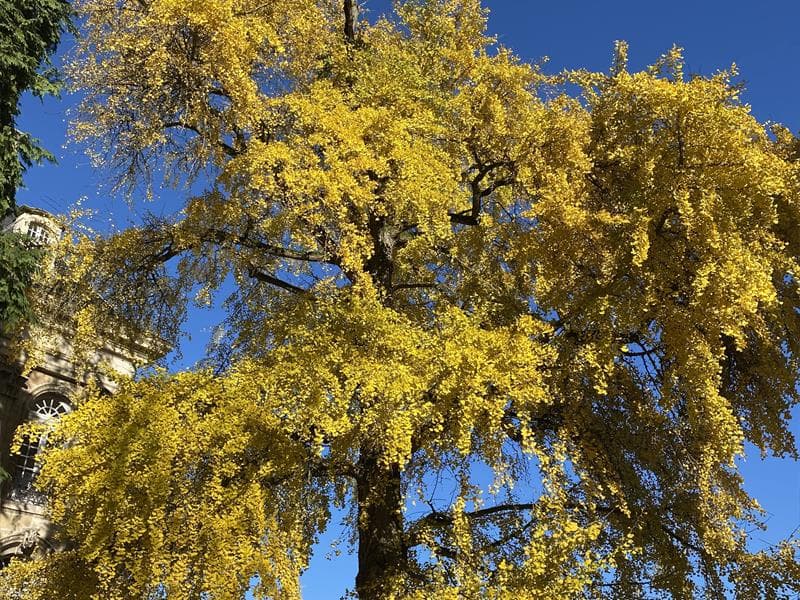 Ginkgo biloba de Toul - arbre remarquable de France