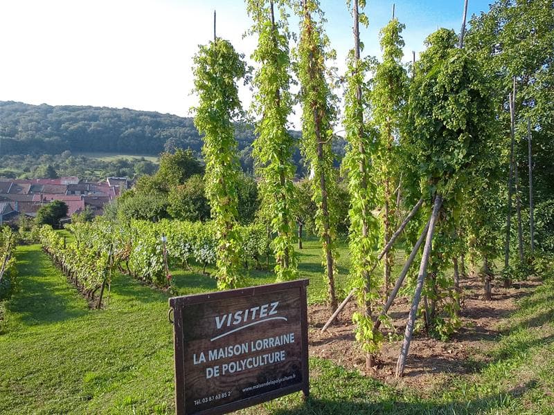 Trésors de votre pays - Le houblon à la Maison de la Polyculture