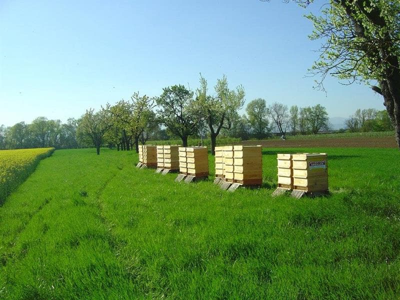 Le Rucher des Mûriers