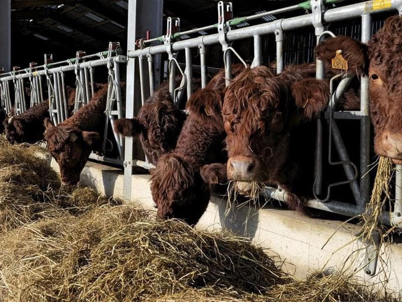 Les Salers de la Plaine - Ferme Daesch-Lack