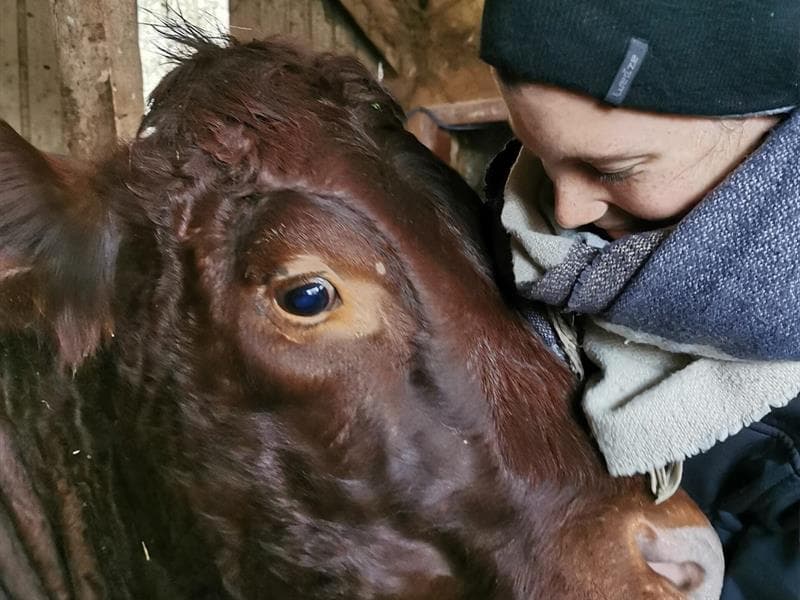 Les Salers de la Plaine - Ferme Daesch-Lack