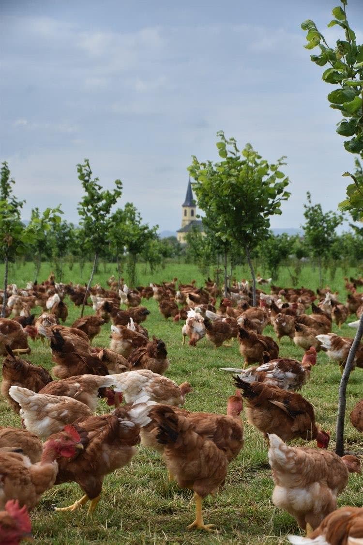 Ferme du Siebsenthal