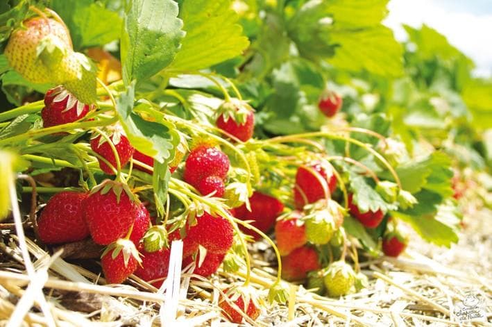 Ferme Reymann - Asperges & fraises