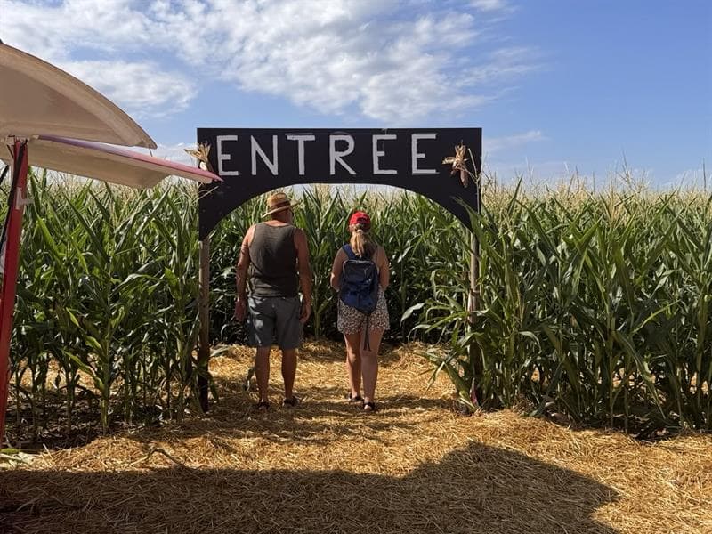 Labyrinthe de maïs