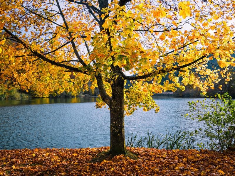Réserve Naturelle du lac de Lucelle