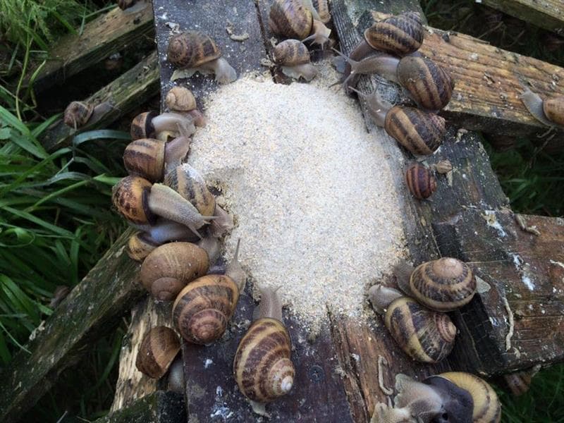 Visite de la ferme aux escargots de Margaux