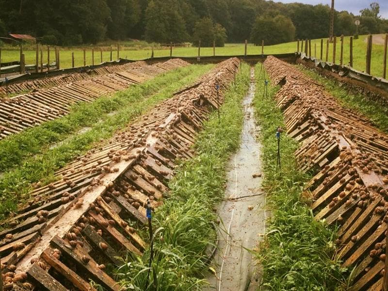 Visite de la ferme aux escargots de Margaux