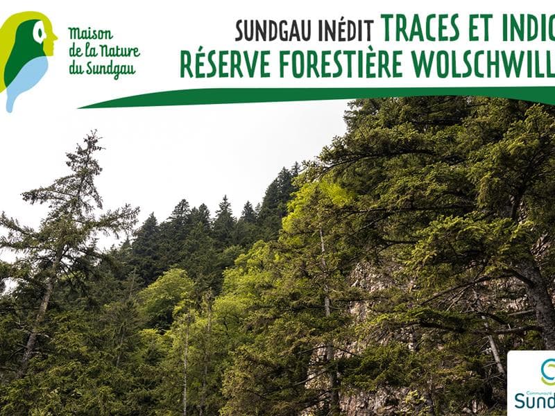 Traces et indices dans la réserve forestière de Wolschwiller
