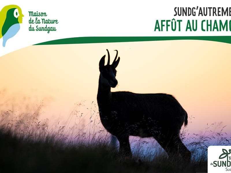 Affût au chamois - À partir de 8 ans
