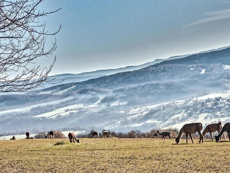 Village de Kiffis