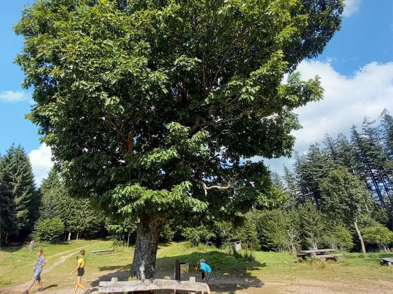 Aire de pique nique Arbre de la liberté