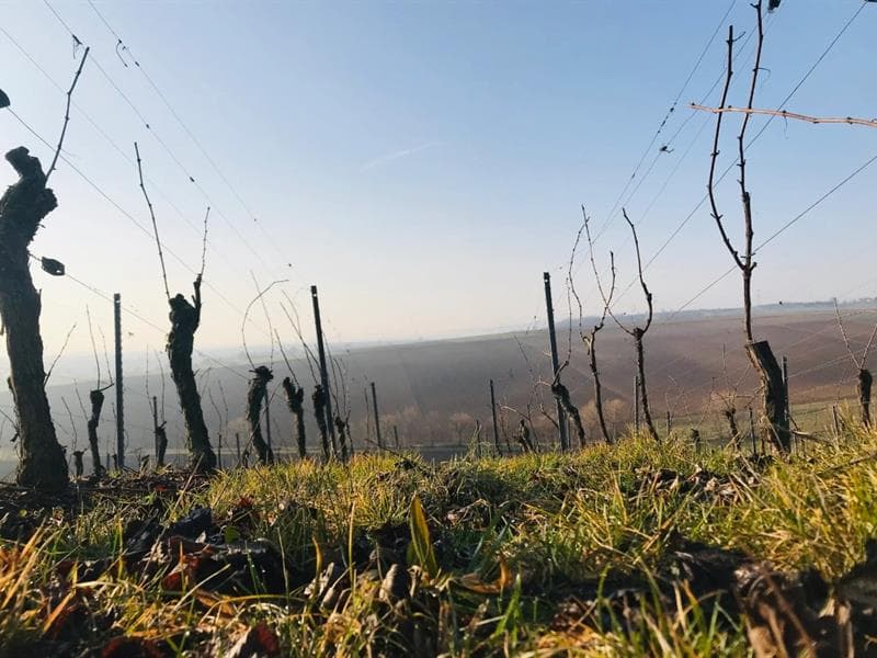 Domaine Vierling