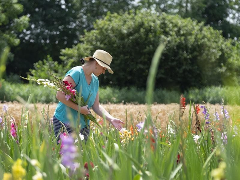 Libre cueillette de fleurs