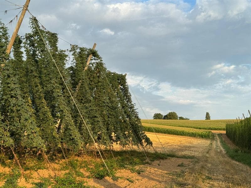 Les Vendredis Houblonnés sur le Sentier du Houblon