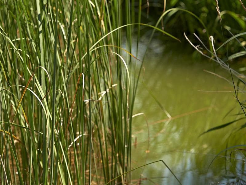 Etang de pêche de Petit-Wisches