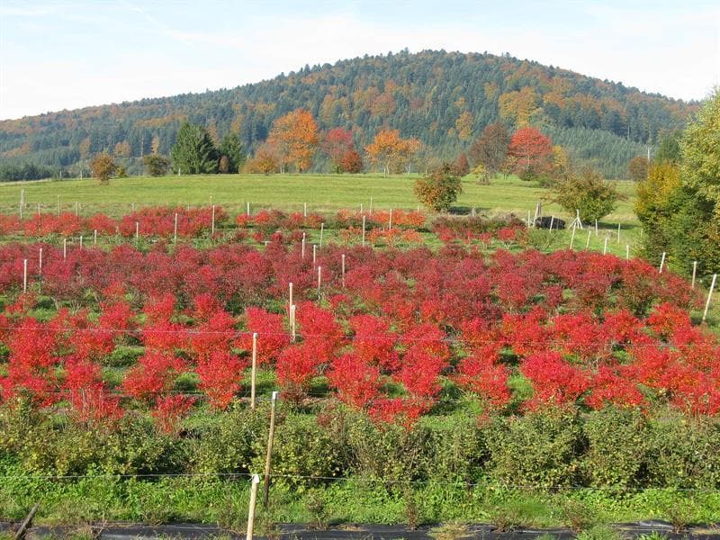 Ferme fruitière du Badémont