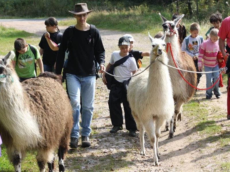 Charbo Loisirs - Balades avec des lamas et des ânes