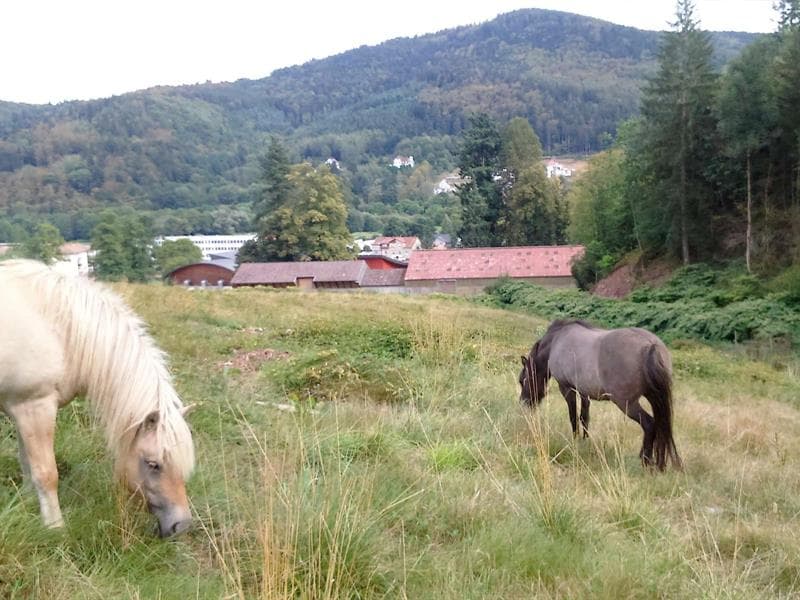 Centre équestre de la Vallée de la Bruche