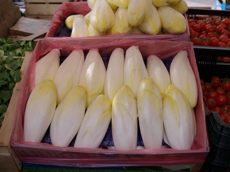 Endival, producteur d'endives