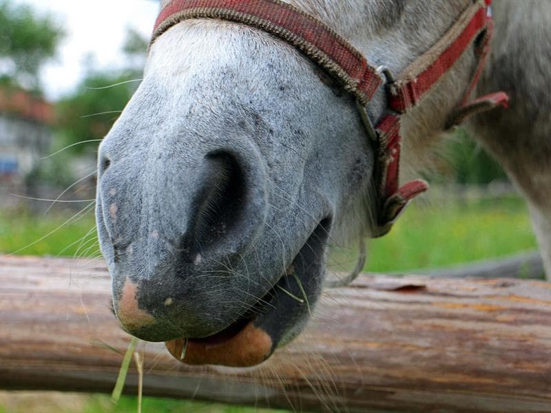Poney-Club