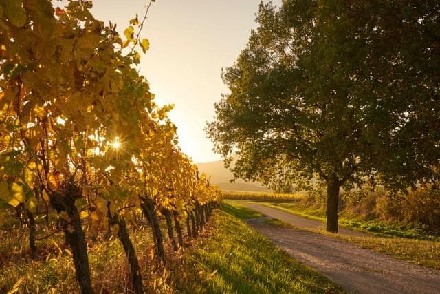 Domaine ROSFELDER