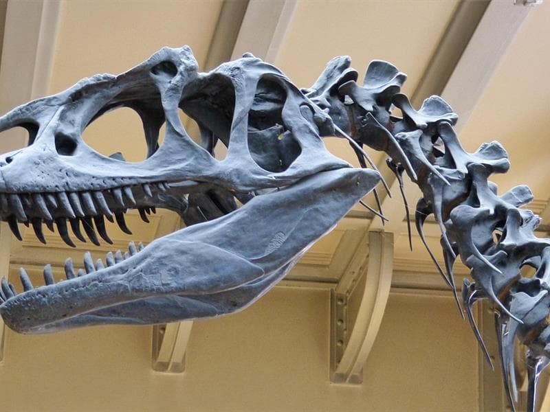 Exposition de dinosaures