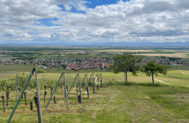 Sur les hauteurs de Pfaffenheim