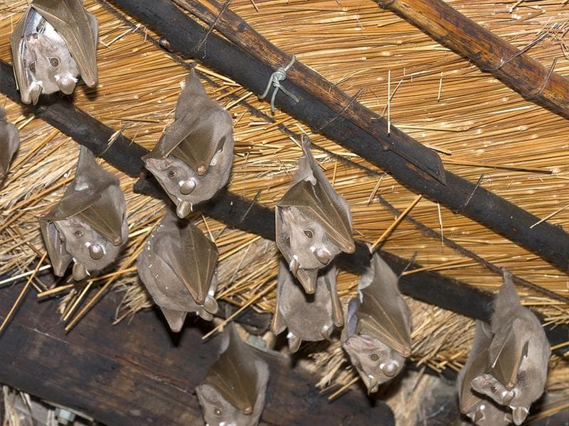 Nuit européenne de la chauve-souris