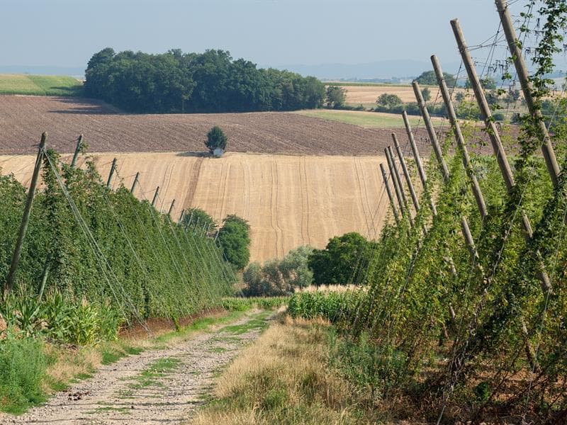 Les visites estivales pédestres du Sentier du Houblon