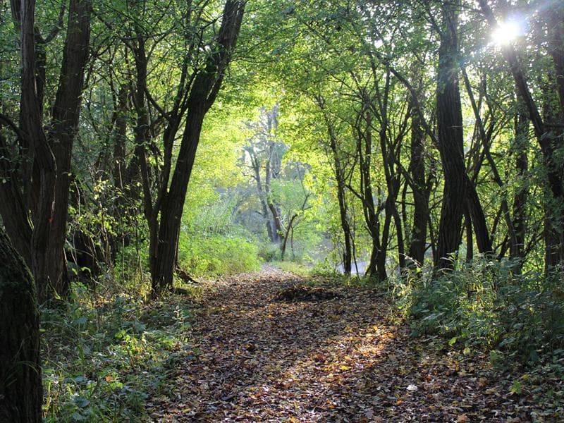 L'automne dans le delta de la Sauer